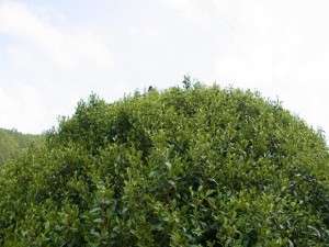 大茶樹