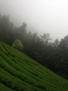 川霧の茶畑